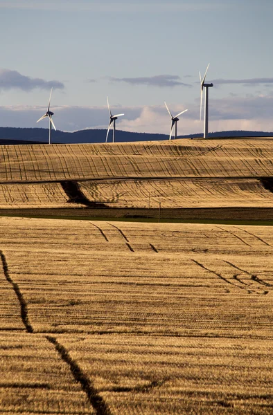 Вітер ферми Канади — стокове фото