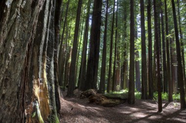 Dev redwoods Kaliforniya