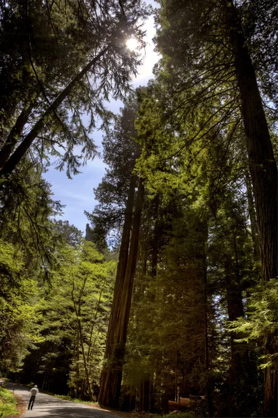 Riesenredwoods Kalifornien — Stockfoto
