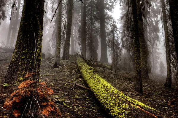 Yosemite-Nationalpark — Stockfoto