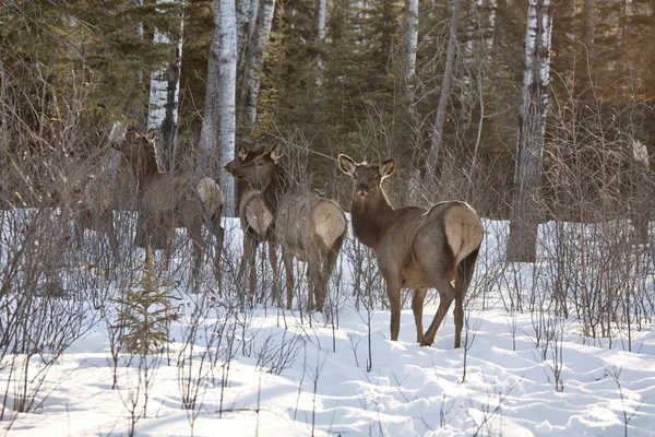 Elk in Winter — Stock Photo, Image