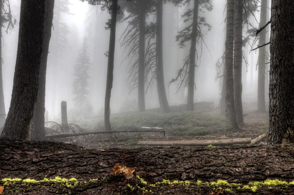 Yosemite-Nationalpark — Stockfoto