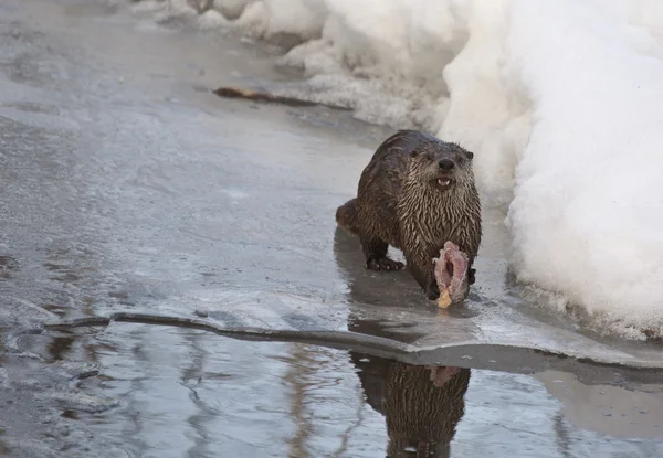 Otter in Winter — Stock Photo, Image