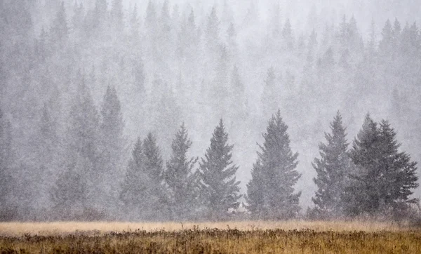 Cypress hills télen — Stock Fotó