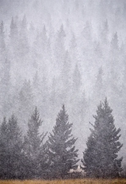 Cypress hills in de winter — Stockfoto