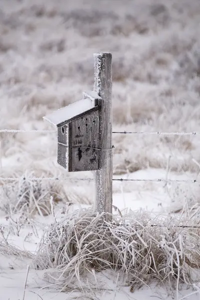 Colline di cipressi in inverno — Foto Stock