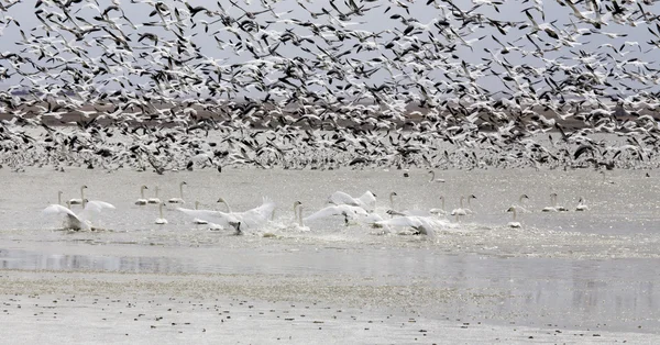 Schneegänse und Schwäne — Stockfoto