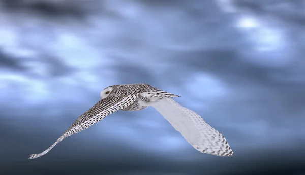 Snowy Owl in Flight — Stock Photo, Image