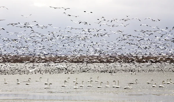 Gansos da neve e cisnes — Fotografia de Stock