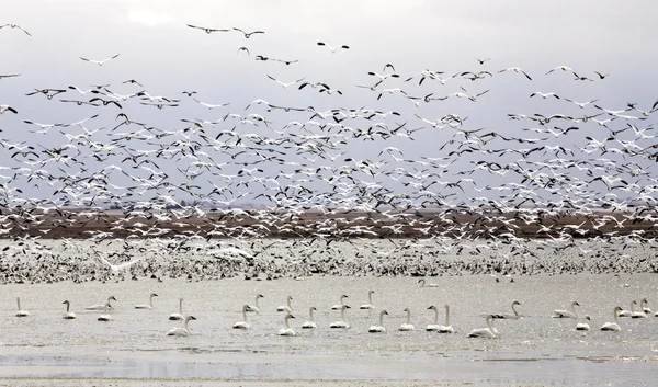 Snö gäss och svanar — Stockfoto