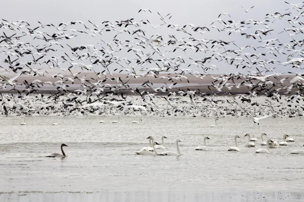 Snow Geese and Swans — Stock Photo, Image
