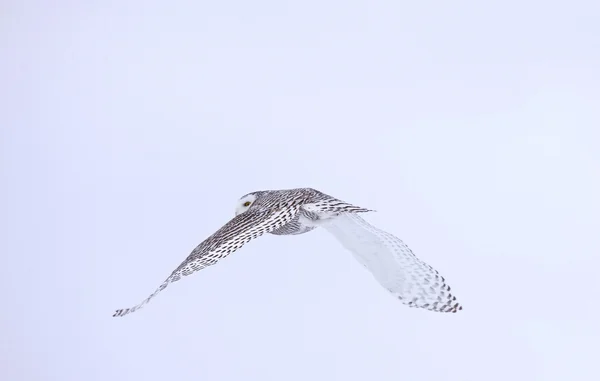 Sneeuwuil tijdens de vlucht — Stockfoto