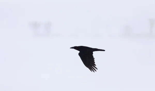 Kråka Korpen i flyg — Stockfoto