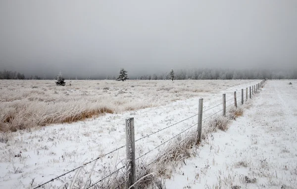 Cypress Hills no inverno — Fotografia de Stock