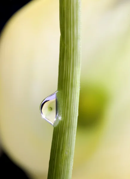 Cerca de la gota de agua de lirio —  Fotos de Stock