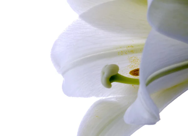 Zblízka lilie — Stock fotografie