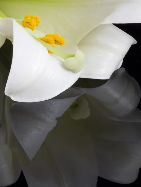 Zblízka lilie — Stock fotografie