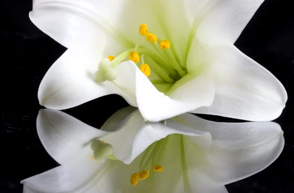 Close up lily — Stock Photo, Image