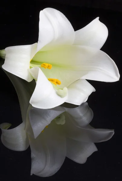 Close up lily — Stock Photo, Image