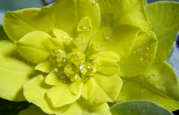 Жовта квітка — стокове фото