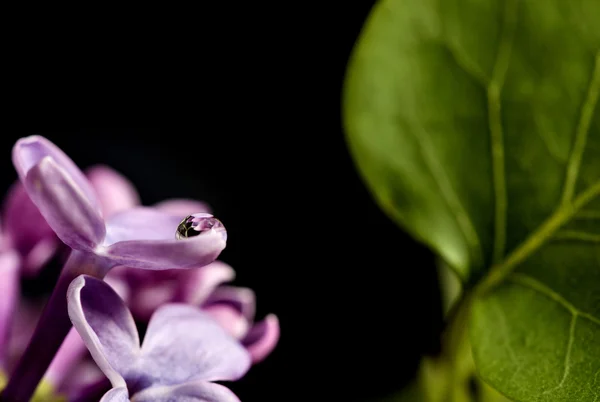 Close Up Lilac — Stock Photo, Image
