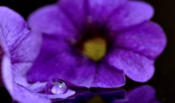 Morning Glory Close up — Stock Photo, Image