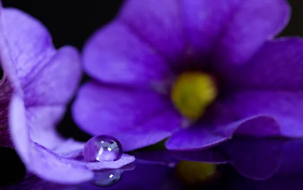 Morning Glory Close up — Stock Photo, Image