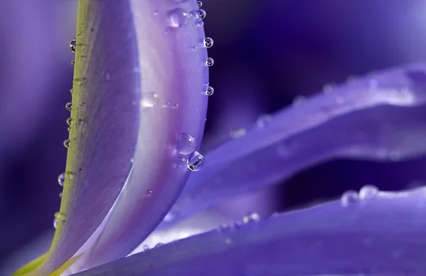 Zavřete Iris — Stock fotografie