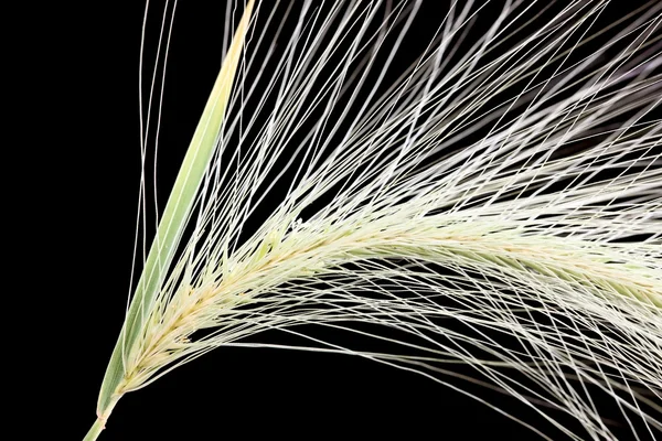 Drogowa pszenicy — Zdjęcie stockowe