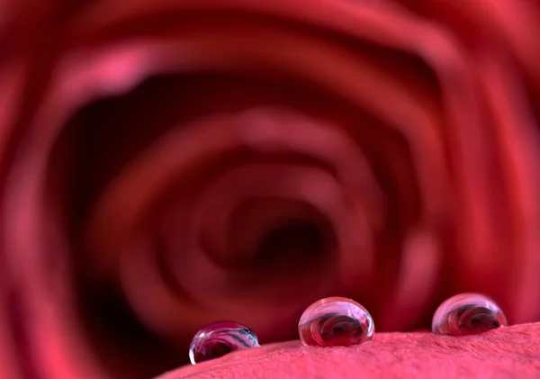 Macro close up rosa — Fotografia de Stock