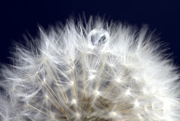 Macro diente de león — Foto de Stock