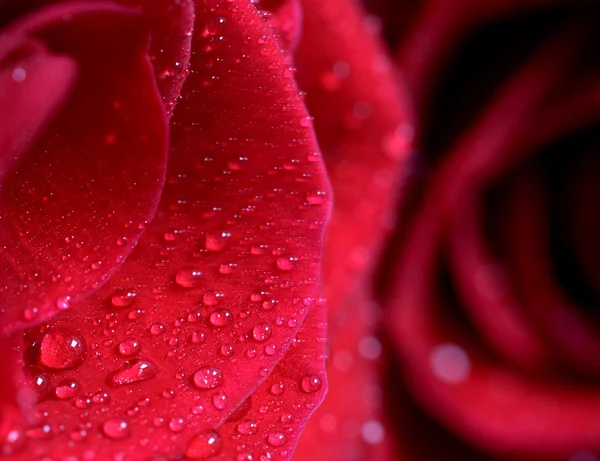 Macro Close up Rose Royalty Free Stock Images