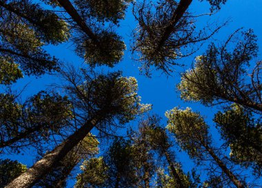 Pine Forest Cypress Hills Eyaletler Arası Park Saskatchewan Alberta