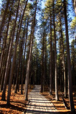 Pine Forest Cypress Hills Eyaletler Arası Park Saskatchewan Alberta