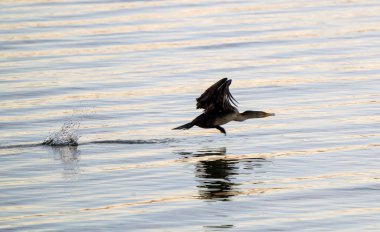 Saskatchewan 'daki gölde karabataklar Kanada' da vahşi yaşam