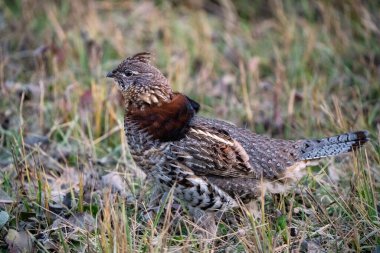 Manitoba 'da Ruffed Grouse Kanada' da.