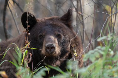 Binicilik Dağı Ulusal Parkı Manitoba Kanada 'da Ayılar