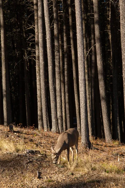 Pine Forest Cypress Hills Międzyprowincjonalny Park Saskatchewan Alberta — Zdjęcie stockowe