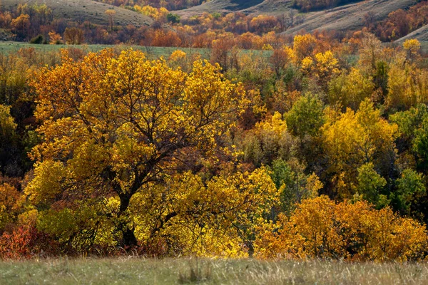 Prairie Colors Fall Yellow Orange Trees Colorful — 스톡 사진