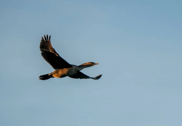 Cormoranes Lago Saskatchewan Canada Prairie Wildlife —  Fotos de Stock