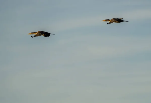 Cormorans Lac Saskatchewan Canada Faune Des Prairies — Photo