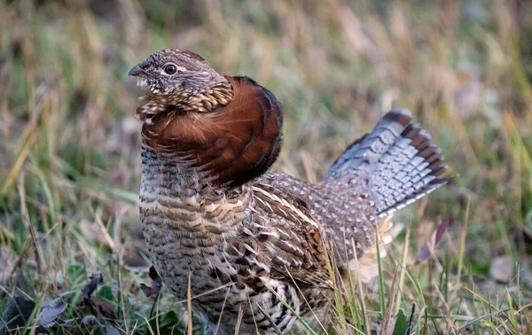 Ruffed Grouse Manitoba Kanada Pełna Regalia Kanada — Zdjęcie stockowe