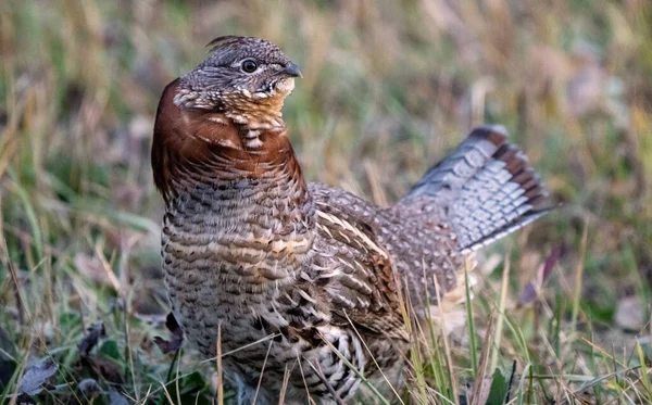 Ruffed Grouse Manitoba Canada Full Regalia Canada — стоковое фото