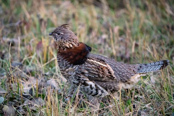 Manitoba 'da Ruffed Grouse Kanada' da.