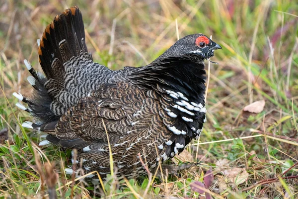 Ruffed Grouse Manitoba Canada Full Regalia Canada — Fotografia de Stock