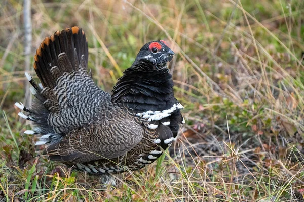 Ruffed Grouse Manitoba Canada Full Regalia Canada — Foto Stock