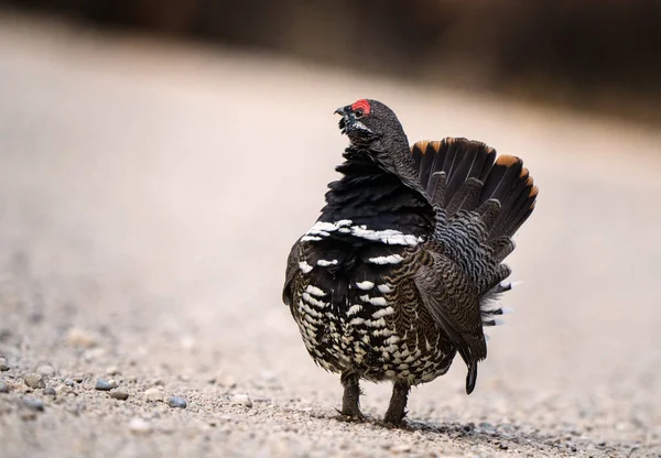 Ruffed Grouse Manitoba Kanada Full Regalia Kanada — Stockfoto