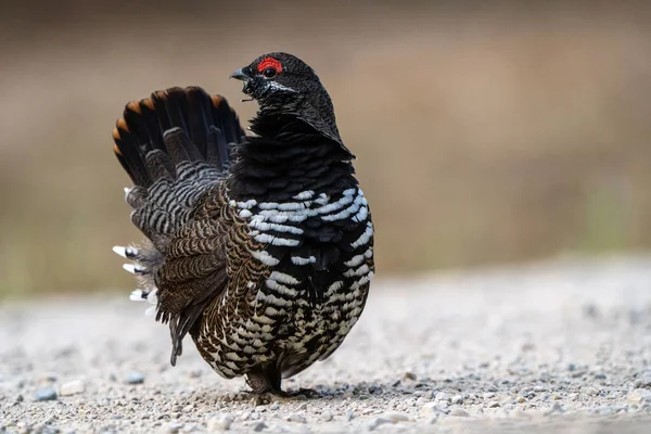 Ruffed Grouse Manitoba Canada Full Regalia Canada — Fotografia de Stock