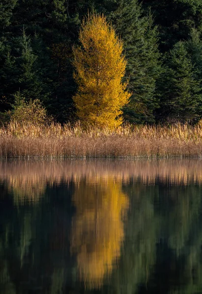 Prairie Colors Fall Yellow Orange Trees Colorful — Fotografia de Stock