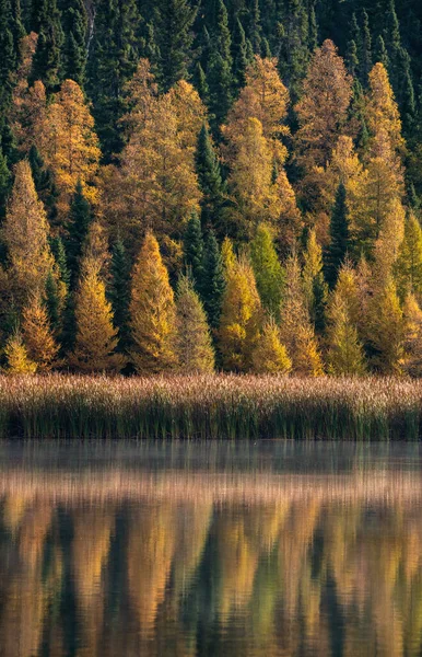 Prairie Barvy Podzimu Žluté Oranžové Stromy Barevné — Stock fotografie